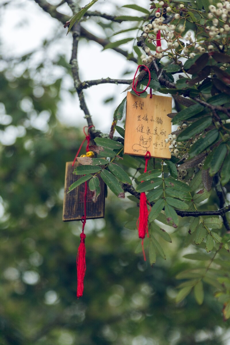 观音庙前有颗树,上面挂满了许愿牌因为下山的路全是台阶,有几处台阶较