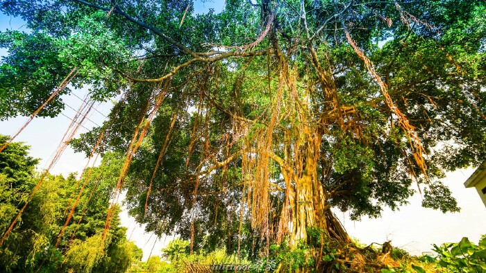 私房菜-逢简水乡客栈-香云纱园林酒店-清晖园-百丈园(陈村花卉美食店)