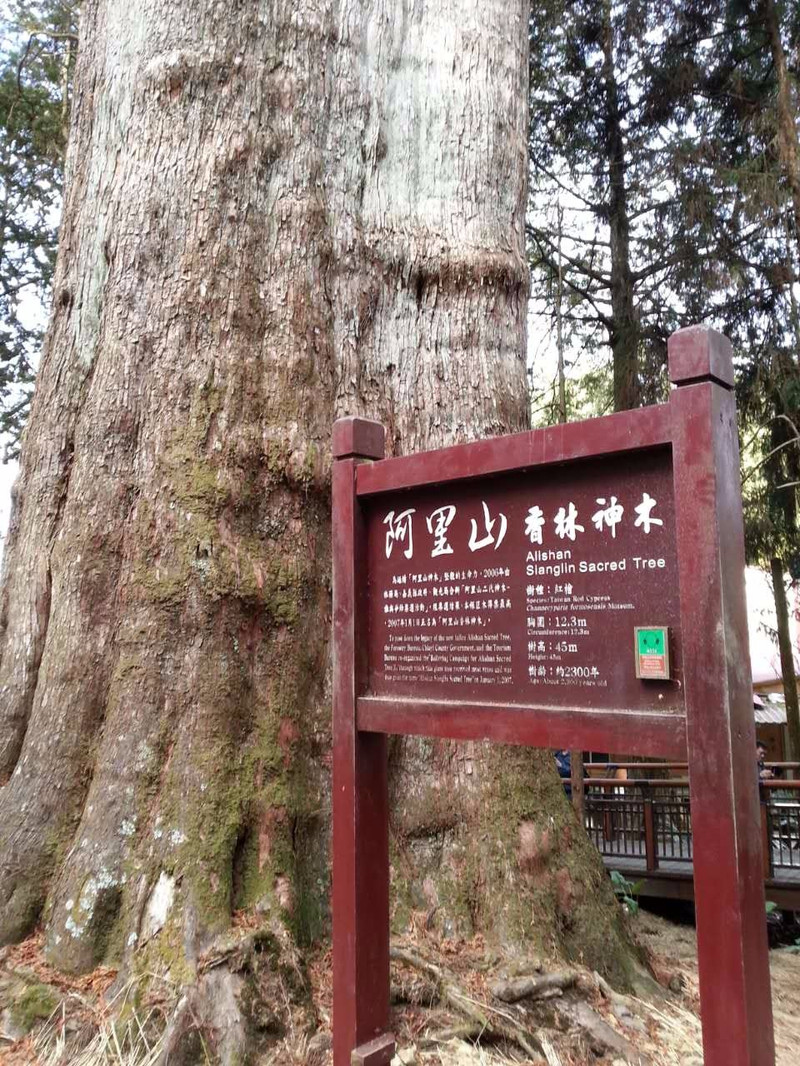 阿里山神树