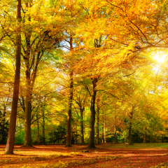 Gorgeous autumn landscape panorama of a scenic forest with lots of warm sunshine