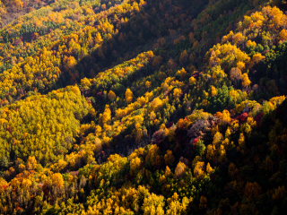 喇叭沟门原始森林公园