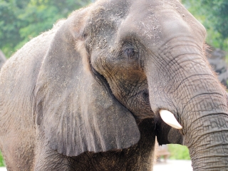 大非洲野生动物园