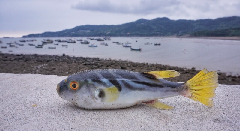 被抛弃在堤岸上的小鱼,应该是早上捕捞上来