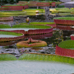 Victoria regia Longwood