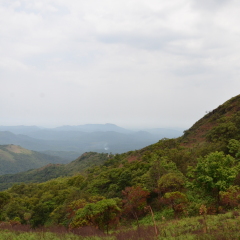 Serenity of Mullayanagiri range of mountains near Chickmagalur, Karnataka, India beckon the tourists with their abundant natural beauty, greenery and cool weather, especially during summer.