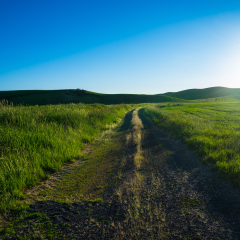 Gravel road passing through wheat fields in Palouse region of eastern Washington state