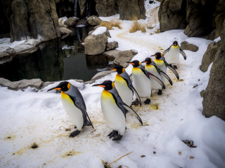 卡尔加里动物园