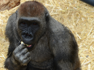 卡尔加里动物园