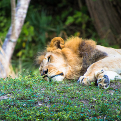 The young lion rests in the shade of tall trees, Miami MatroZoo, Florida