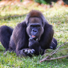 Gorilla resting in the shade of  trees in the hottest time of the day.
