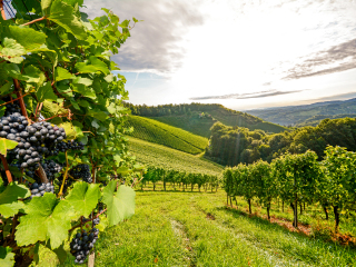 葡萄酒假期酒庄