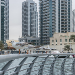 Sea birds at the boulevard,soft bokeh blur,Panoramic view with modern skyscrapers and water pier of Dubai Marina at sunset, United Arab Emirates
