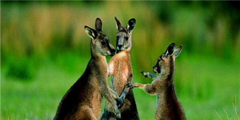 澳凯墨 全景世界文自然文化7晚9日游 直升飞机