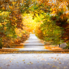 Path under autumn trees - Greenwich Park London, United Kingdom