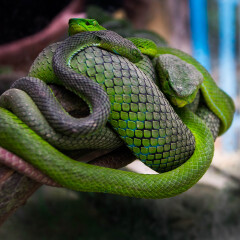 A venomous Wagler's Green Tree Pit Viper (Tropidolaemus wagleri) looks at camera and flicks tongue in Borneo jungle. AKA Temple Viper because of abundance around Temple of the Azure Cloud in Malaysia.
