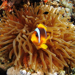 EGYPT - RED SEA - DIVING AT CORAL REEFS - CLOWN FISHES