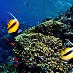 EGYPT - RED SEA - MOORISH IDOL