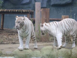 常州淹城野生动物园