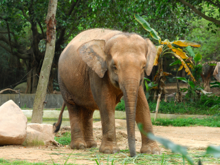 亚特兰大动物园