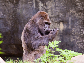 亚特兰大动物园