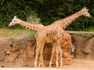 亚特兰大动物园