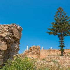 Araucaria on the ruins of Carthage, Tunisia.