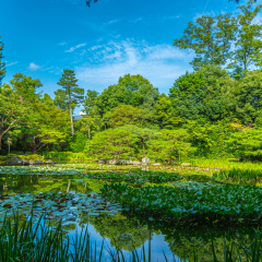 A Lotus Pool  in the traditional Japanese garden known as Heian-Jingu Shinen, Kyoto, Japan
