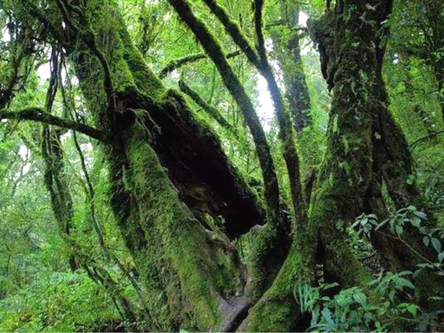 新平金山原始森林公园图片