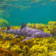 reflections above the shark