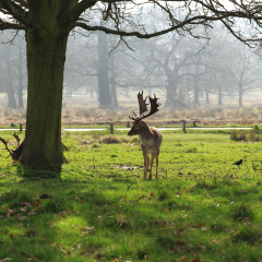A deer in Richmond Park, London