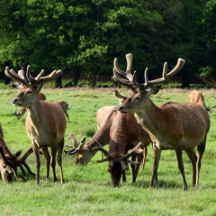 Richmond Park with Deer