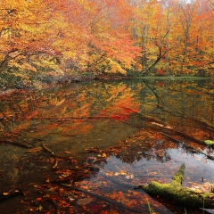 Beautiful Autumn Swamp Scenery ~ Protected wetlands and colorful fall forest bathed in golden light at mysterious Tsuta Numa marsh, Towada Hachimantai National Park, Aomori, Japan.