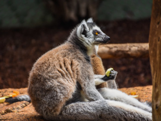 慕尼黑海拉布伦动物园