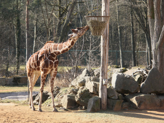 慕尼黑海拉布伦动物园