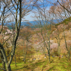 the  Yoshino Mikumari Shrine, Yoshinoyama, Nara, Japan