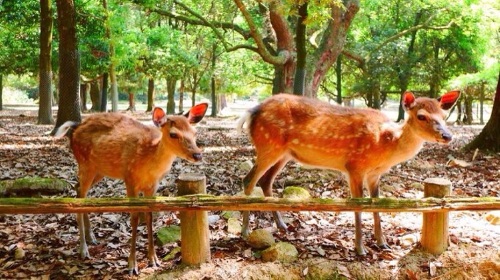 道6天5晚 上海直飞札幌 小费全包 旅游意外险 