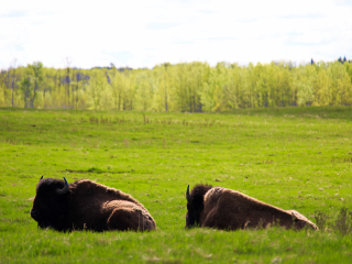 大草原国家公园