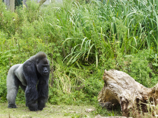 布里斯托尔动物园
