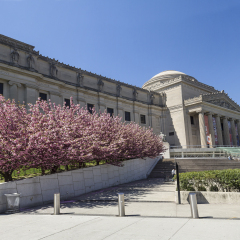 Cherry trees in full bloom in front of the Brooklyn Museum in Brooklyn, NY
