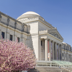 Cherry trees in full bloom in front of the Brooklyn Museum in Brooklyn, NY