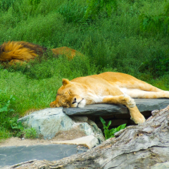 Sleeping Lions