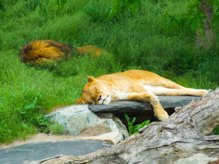 非洲狮野生动物园