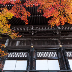 Autumn vivid color in a peaceful garden and Japanese style zen-like atmosphere scenery in Buddhist temple in Kyoto, Japan.