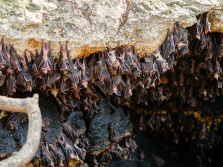 蝙蝠洞
