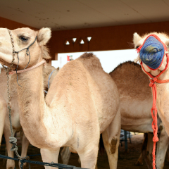 Close up of camels at the camel market, Al Ain, United Arab Emirates