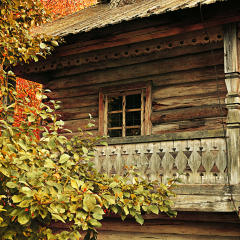 Wooden house among the yellowed trees - autumn rural landscape in cloudy weather, vintage and tonal correction processing