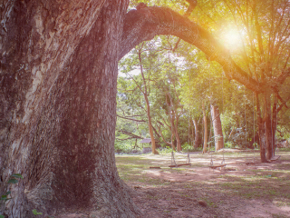 大树秋千