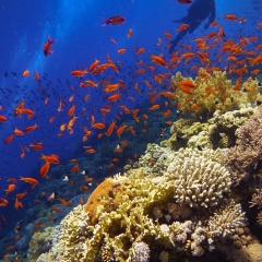 Beautiful healthy coral reef