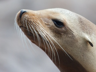 卡尔斯鲁厄动物园