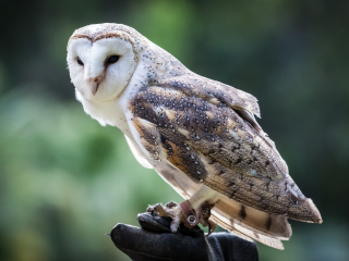 凯恩斯热带动物园